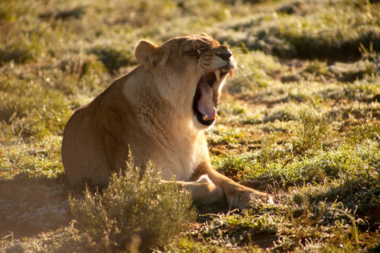 Lion Yawning